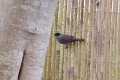 Fauvette tete noire Male-02